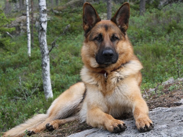 Top 10 älykkäin koiraroduista: Saksanpaimenkoira