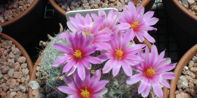 Mehikasveja: Mammillaria Buhl