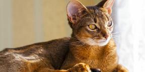 Abessinialainen kissa: luonne, pidätysolot eikä vain