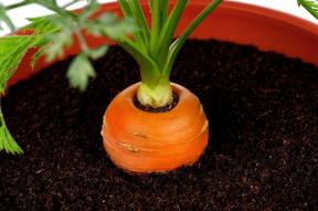 Mini-puutarhan asunnossa: miten kasvattaa vihanneksia, yrttejä ja jopa mansikat kotona