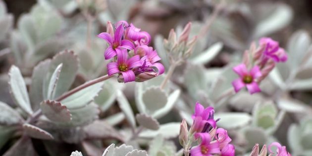 Mehikasveja: Kalanchoe pumila