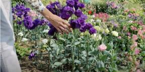 Eustoman kylvö taimille: milloin ja mitä tehdä, jotta kukat ovat jo kesäkuussa