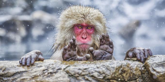 Kaikkein naurettava kuvia eläimistä - monkey