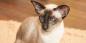 Siamilainen kissa: rodun kuvaus, luonne ja hoito