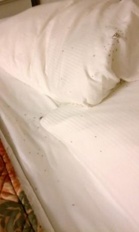 hyönteiset hotellihuoneessa