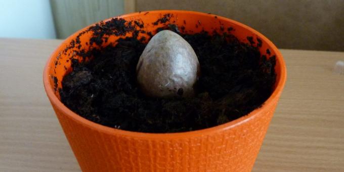 Miten kasvaa avokado kivestä: Kivi potissa