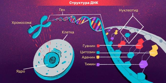 Henkilötunnus ja DNA-testien: DNA-rakenne