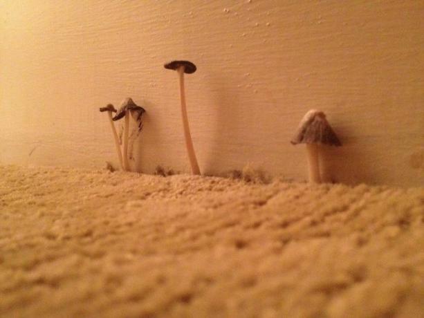 sienet hotellihuoneessa
