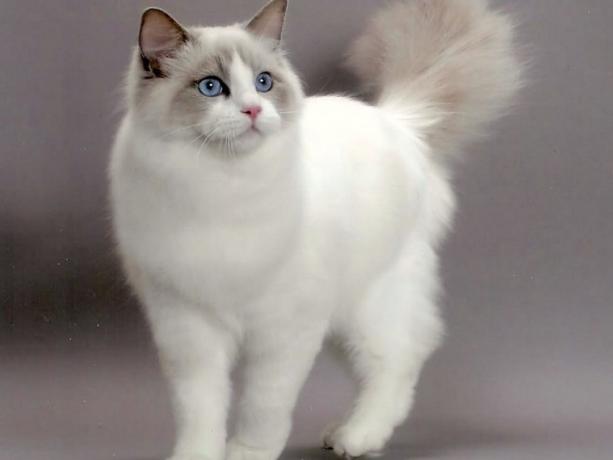 Ragdoll