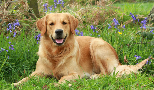 Top 10 älykkäin koiraroduista: Kultainennoutaja