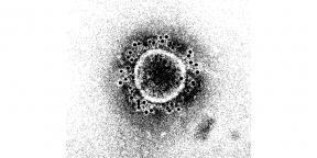 Kuinka kauan immuniteetti uudelle koronavirukselle kestää?
