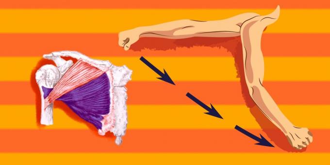 Harjoituksia rintalihakset: ladata yli alaosa pektoraalilihaksen, olet varattu kohti olkapää kääntää eteen ja alas