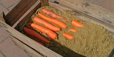 Miten säilyttää porkkanat kenttiin: Vuorottelevia loppuun porkkana