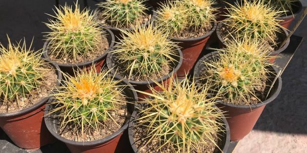 Mehikasvit: Echinocactus