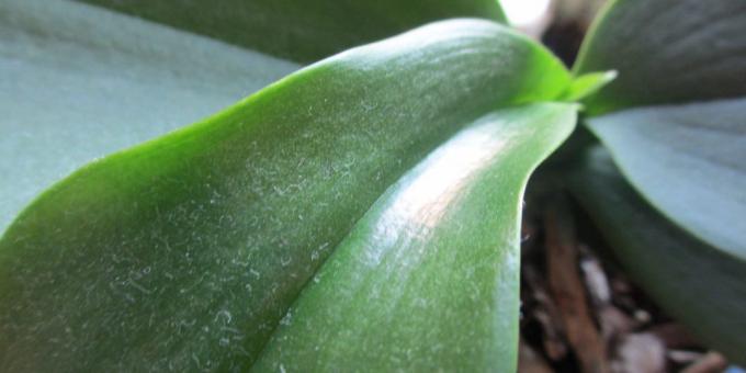 Miten vesi orkidea: päästä eroon pöly lehdillä, järjestää suihku kasvi
