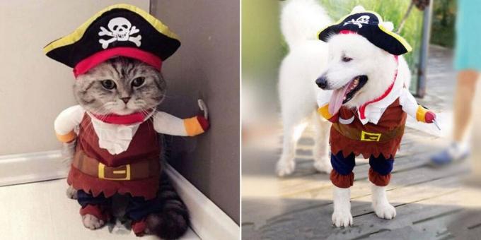 Joulun puvut koirille ja kissoille: pörröinen Pirate
