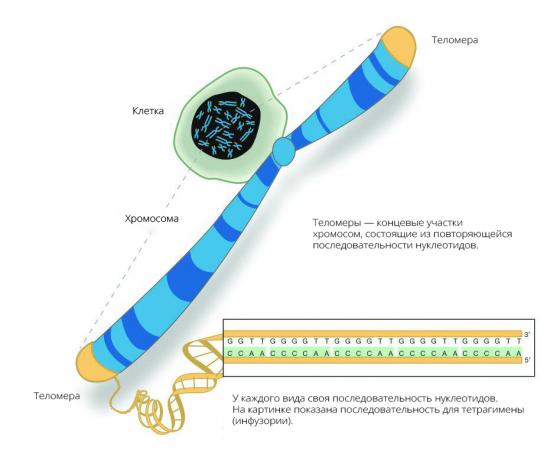 Ikääntyminen on riippuvainen määrä telomeerien lyhenemistä