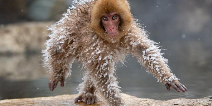 Hauskin eläinten kuvia - jäädytetty monkey