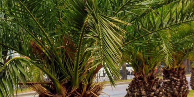 Kotimainen Palm: Tamarind Robel