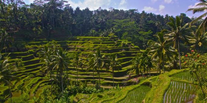 Aasian alueella tietoisesti houkuttelee matkailijoita: riisiterasseille Tegallalang, Indonesia
