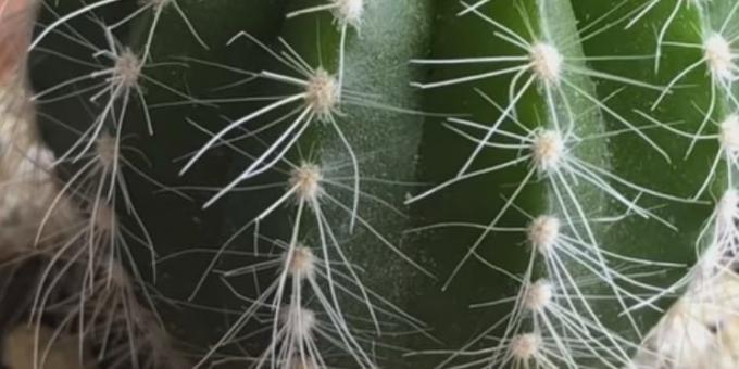 Miten hoitaa kaktukset: Spider punkki