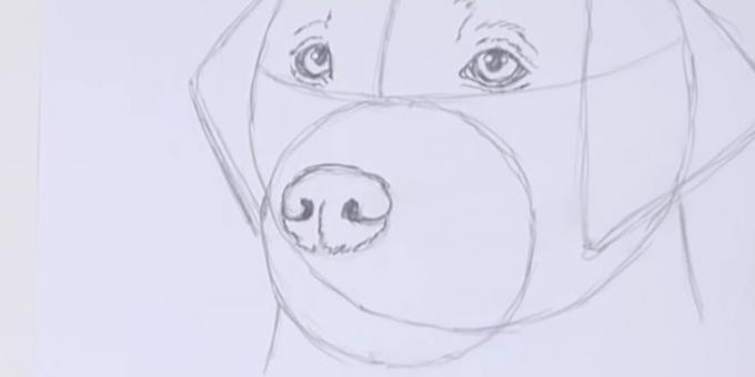 Piirrä koiran nenä