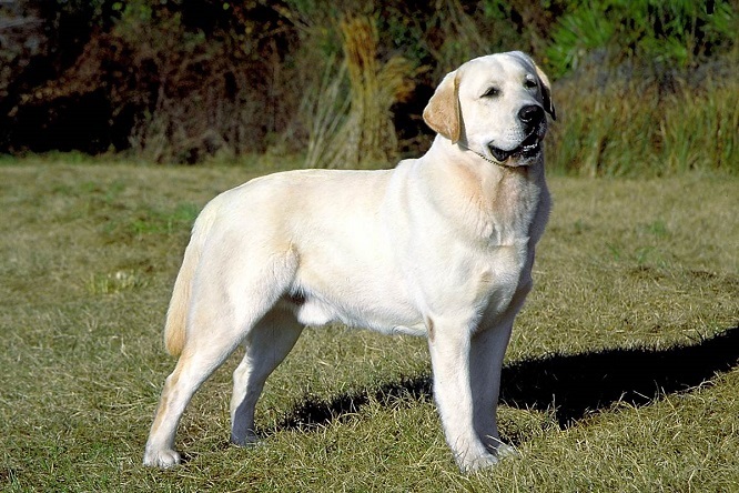 Top 10 älykkäin koiraroduista: Labradorinnoutaja