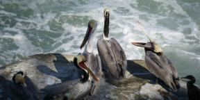 Lintujen tarkkailu tuo iloa, kuten jooga tai meditaatio puistossa: lintuharrastajien Roma Heckin ja Mina Milkin haastattelut