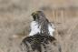 "Nyt lintu lentää ulos": 10 parasta kuvaa National Audubon Society -kilpailusta