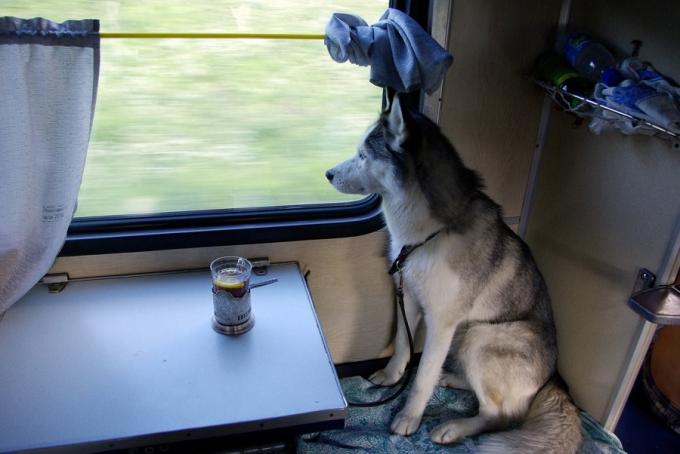 Eläinkuljetusten junan