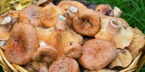 Kuinka ja kuinka paljon valmistaa sieniä