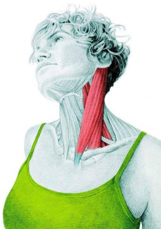 Anatomia venytys: venyttäminen puolen flexors kaulan