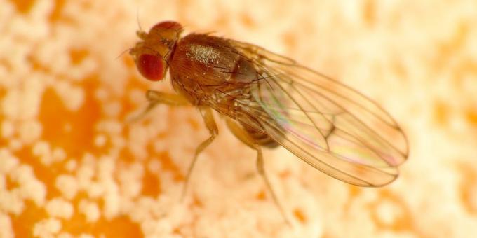 Miten päästä eroon hyttysiä huoneessa värit: Drosophila