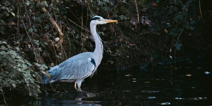 Wildlife Survival: Älä mene linnuille etsimään vettä