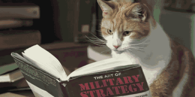 fiksu kissa lukeminen