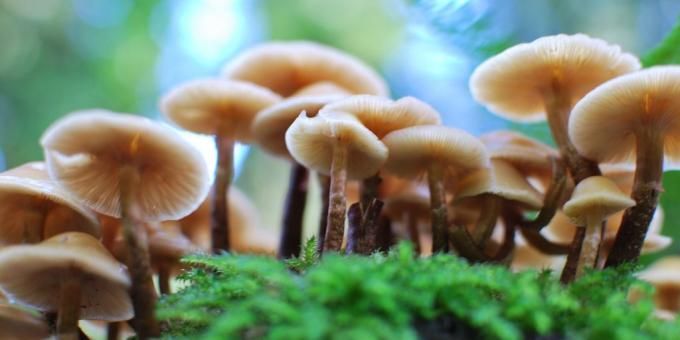 Miten kasvaa sieniä kotona