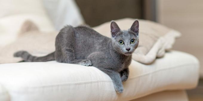 Venäjän sininen kissa: rodun kuvaus