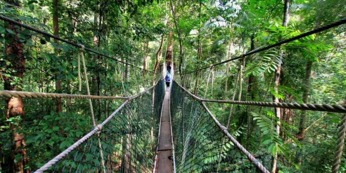 Aasian alueella tietoisesti houkuttelee matkailijoita: kansallispuisto Taman Negara, Malesia