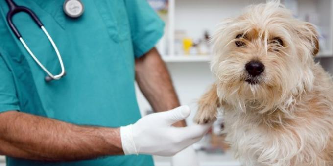 Säännöllisiä käyntejä eläinlääkäri koira lievittää monia terveysongelmia