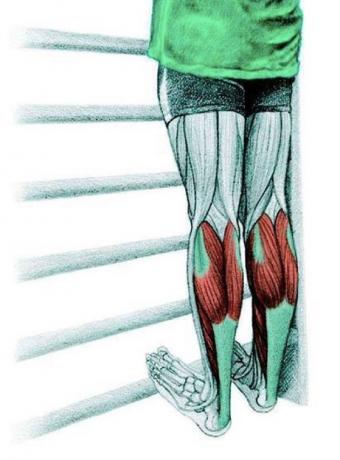 Anatomia venytys: venytys vasikka lihaksia