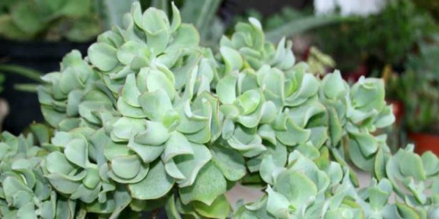 Mehikasveja: Crassula undulatifoliya