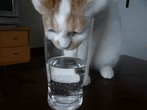 Cat juomavesi