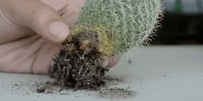 Miten hoitaa kaktukset: Rot