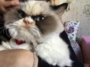 Grumpy Cat 2.0: uusi pahamainen kissa voittaa Internetin