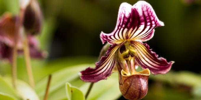 Miten hoitaa orkideat Pafiopedilum