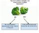 Miten torjua ylensyöntiä: parsakaali testi