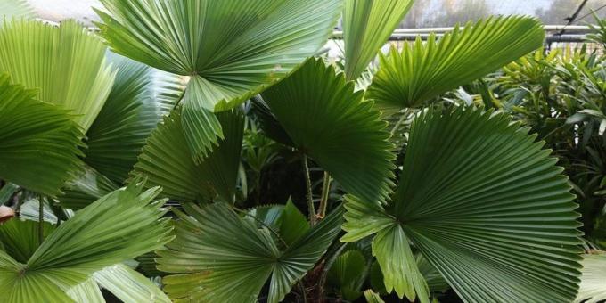 Kotimainen Palm: Likouala kilpirauhasen