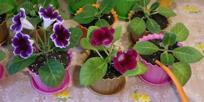 Gloxinia ja hoito: miten vesi