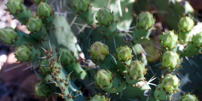 Miten hoitaa Cactus: kaktus silmut karkotetaan