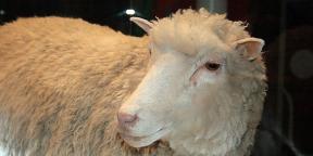 Mikä on muuttunut kloonauksen maailmassa lampaiden Dolly-päivien jälkeen